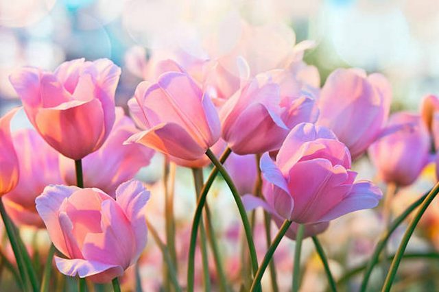 Hoa tulip có chứa chất độc Tulipene ảnh hưởng đến thai nhi