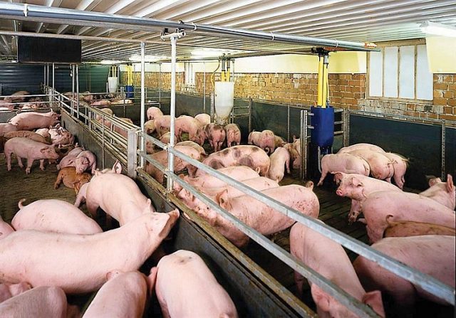 Giá thịt lợn miền bắc không biến động nhiều
