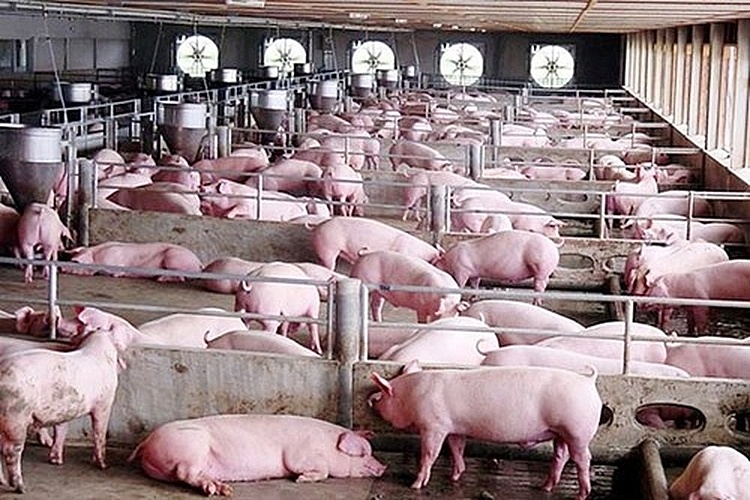 Giá lợn hơi ngày 19/1 dự báo giá thịt lợn tết sẽ tăng
