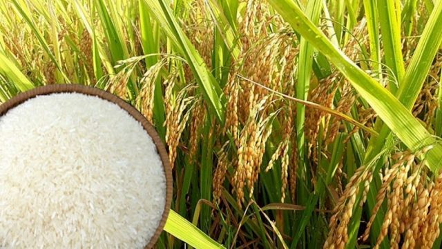 Giá lúa gạo trong nước có xu hướng tăng