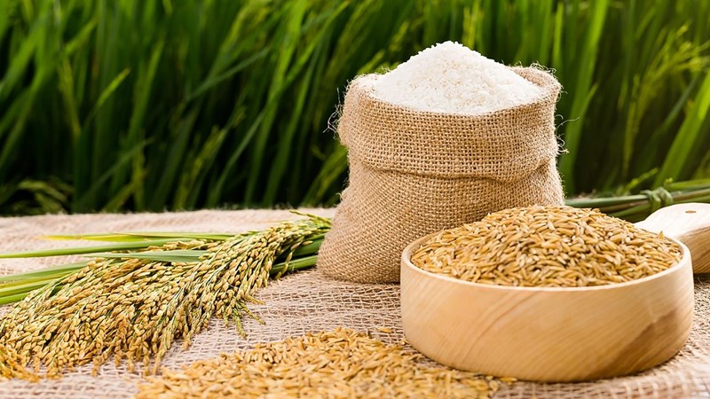 Giá lúa gạo trong nước ngày 19/1 có dấu hiệu tăng nhẹ